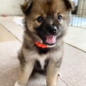 小柄な中型犬予想☆オレンジちゃん