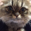 ペルシャ猫雄