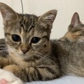 長毛と短毛ハーフの猫