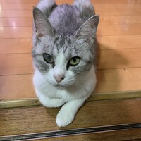 ちょん