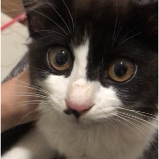 【天性の人たらし】　3~4ヶ月ハチワレちゃん　