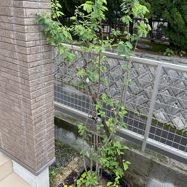 mugi523のカバー写真