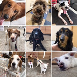 わんわん譲渡会 サムネイル2