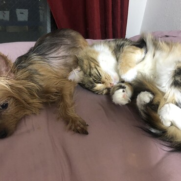れんとたーこ