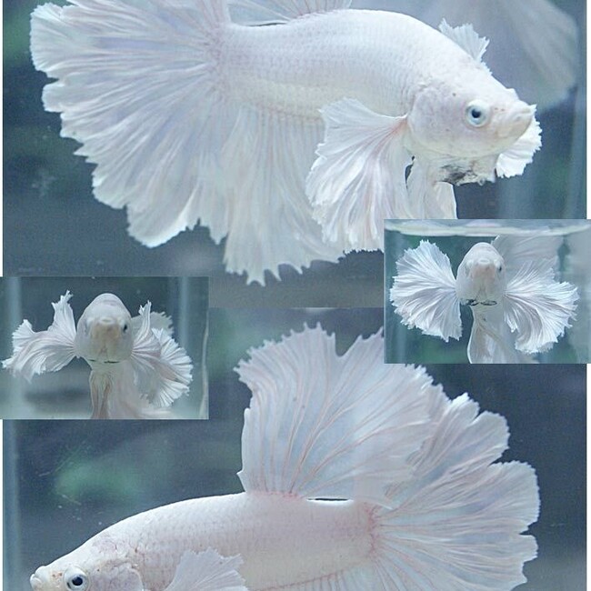 アリアドネのカバー写真