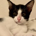 【ちんびん】おかげ様で里親様が決まりました！