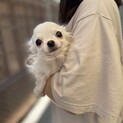 チワワのおてほんちゃん