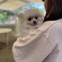 ポメのてへぺろちゃん