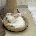 可愛い子うさぎちゃん！