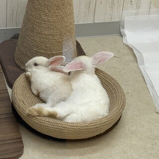 可愛い子うさぎちゃん！