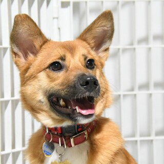 1才の超イケメンあるま✨野犬にも家族を
