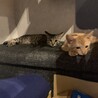 とらたき