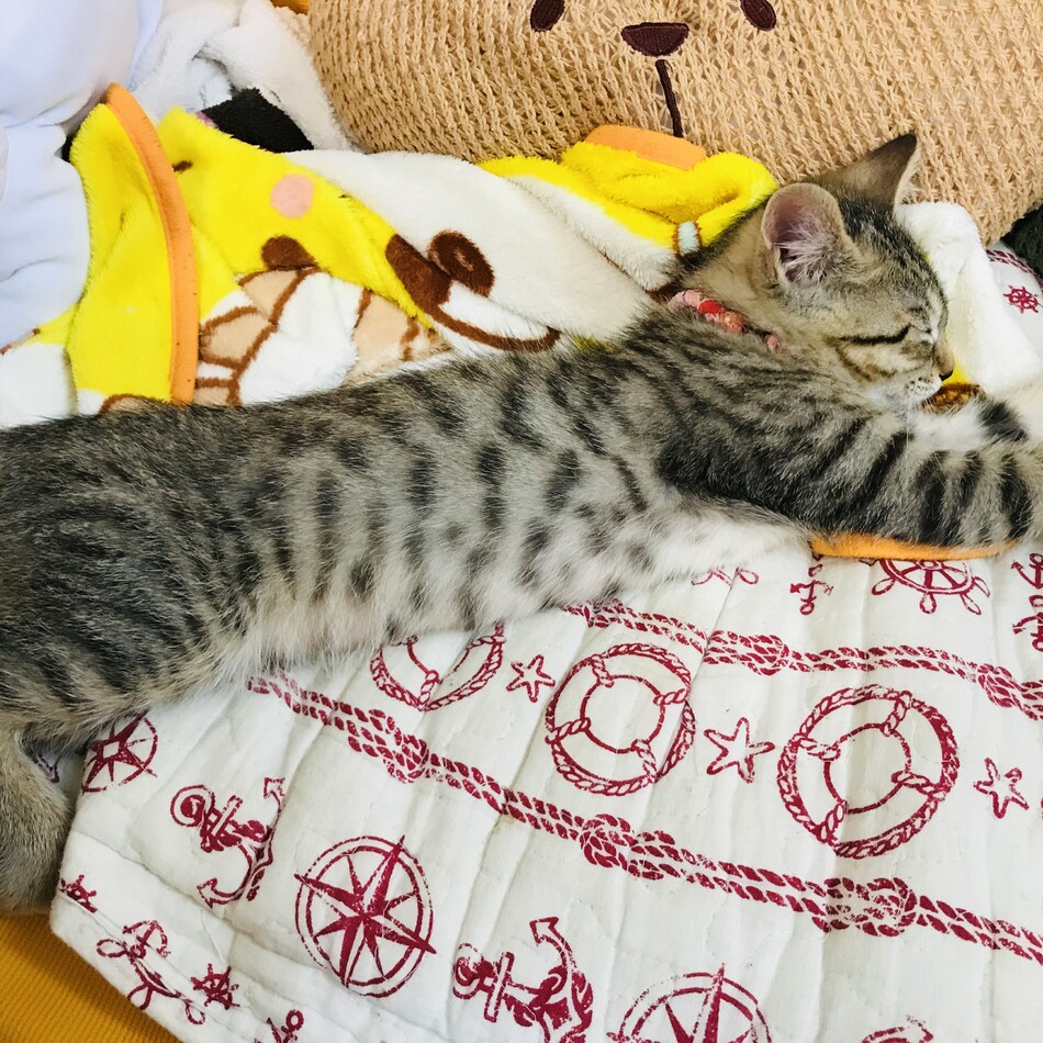めいのカバー写真