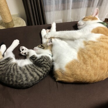 気がついたら同じ寝相で寝てたので速攻で撮りました