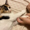 三毛子猫 里親募集中