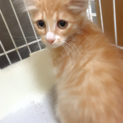 希少な子猫！半長毛の茶白女子！