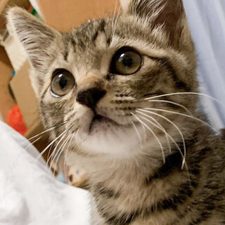 募集一時停止ゴロスリキジトラ男子☆つゆ君