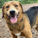 ビーグルmix  ちゃーくん