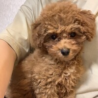 こなつ