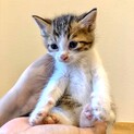 生後約4週　そっくりの双子の仔猫（右）