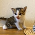 生後4週　そっくりの双子の仔猫（左）