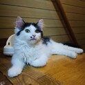 長毛もふもふ猫ちゃん