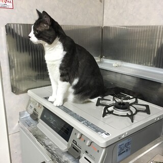 人懐っこいハチワレ猫のくうくんです。