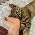 生後2ヶ月天使の可愛さ！