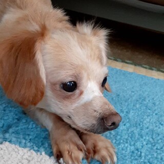 チワワmixの女の子 ラナちゃん