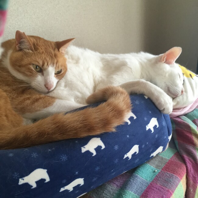 オラフシュローダーのカバー写真