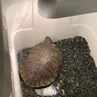 ミシシッピアカミミガメ