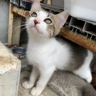 甘えん坊な仔猫の里親さんを訪問交渉中