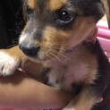 生後１ヶ月前後の子犬