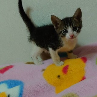 里親決定しました