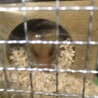 リョナサン