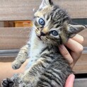 生後約４週　おっとり甘えん坊の仔猫