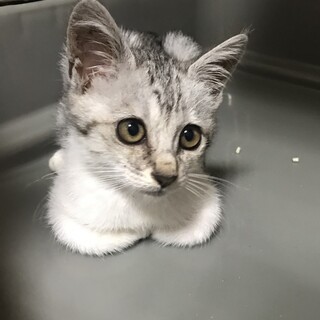 （停止中）ゴロゴロの甘えん坊　かずのこちゃん