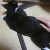 １～２才くらい？のタキシードキャット  サムネイル5