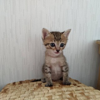 里親決定しました