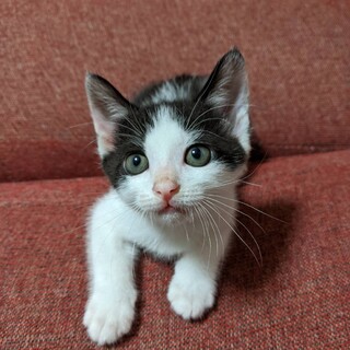 里親決定しました