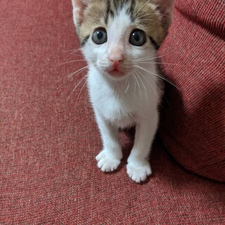 里親決定しました