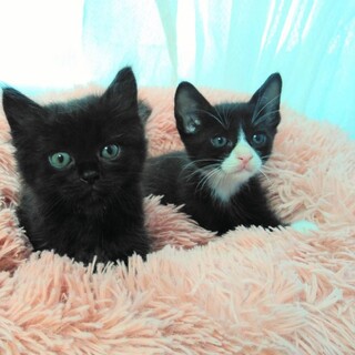 保健所からのレスキュー 黒♀ 