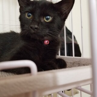 おてんばな 4ヶ月 黒に白ポチの女の子 