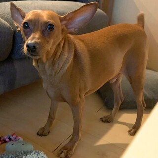 ミニピン♂ ダイエット中の「オフトくん」