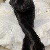 おっとりした甘えん坊のライ サムネイル3