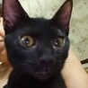 おっとりした甘えん坊のライ サムネイル4