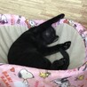 おっとりした甘えん坊のライ サムネイル5