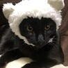 おっとりした甘えん坊のライ サムネイル6
