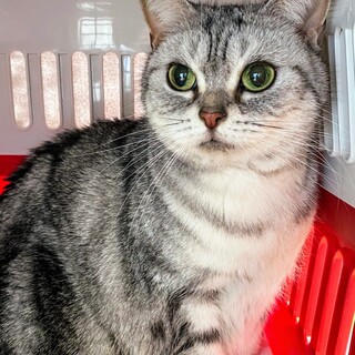 【8/1写真追加】アメショーぴーちゃん