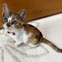 三毛猫　しつけ済み　賢く優しく美しい子猫